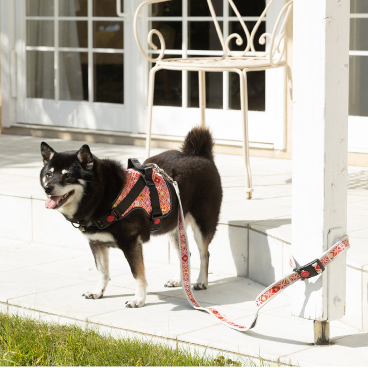 江戸川 犬 リード外す 人気