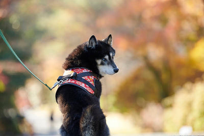 Shiba Inu Kouta Pray at Seimei Shrine Take a walk in Kyoto Gyoen