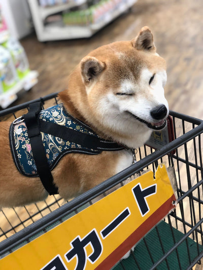 many-happy 柴犬コウタ 初めてのお買い物～カートでキョロキョロ～