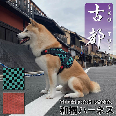 Shiba Inu Kouta Strolling around the ancient capital of Kyoto today ~ Passing through the bamboo forest ~