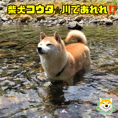 柴犬コウタ☆川であれれ！？