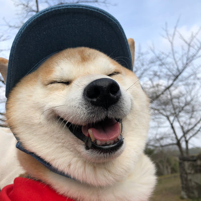 Shiba Inu Kouta ~Setsubun~