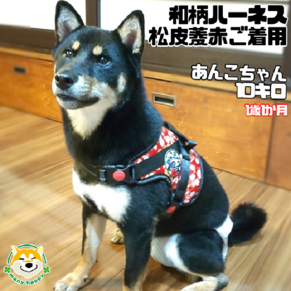 黒 柴犬 ハーネス