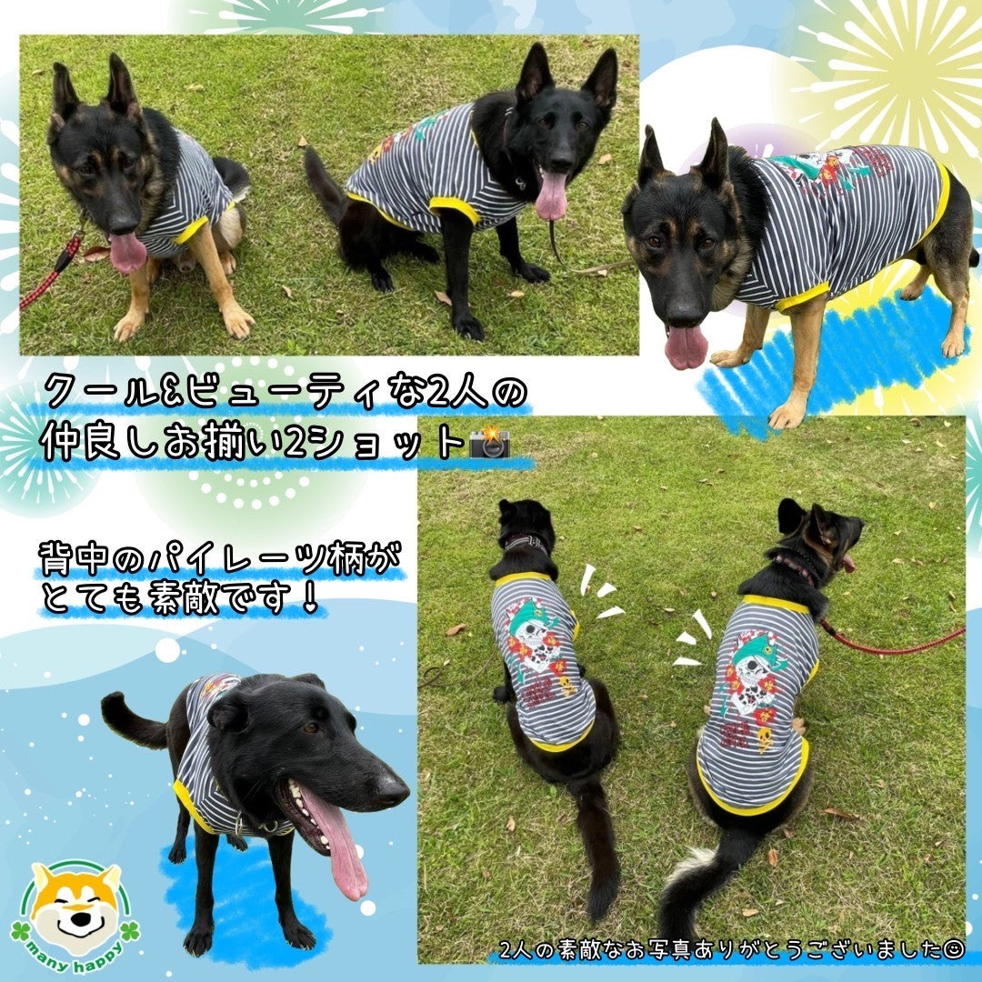 大型犬用　パイレーツのプリント柄 ボーダー タンクTシャツ